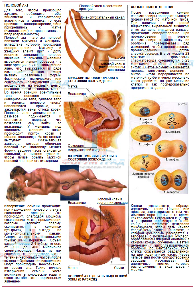 Фото Что Такое Секс Как Происходит Зачатие зачатие как происходит такое фото что секс